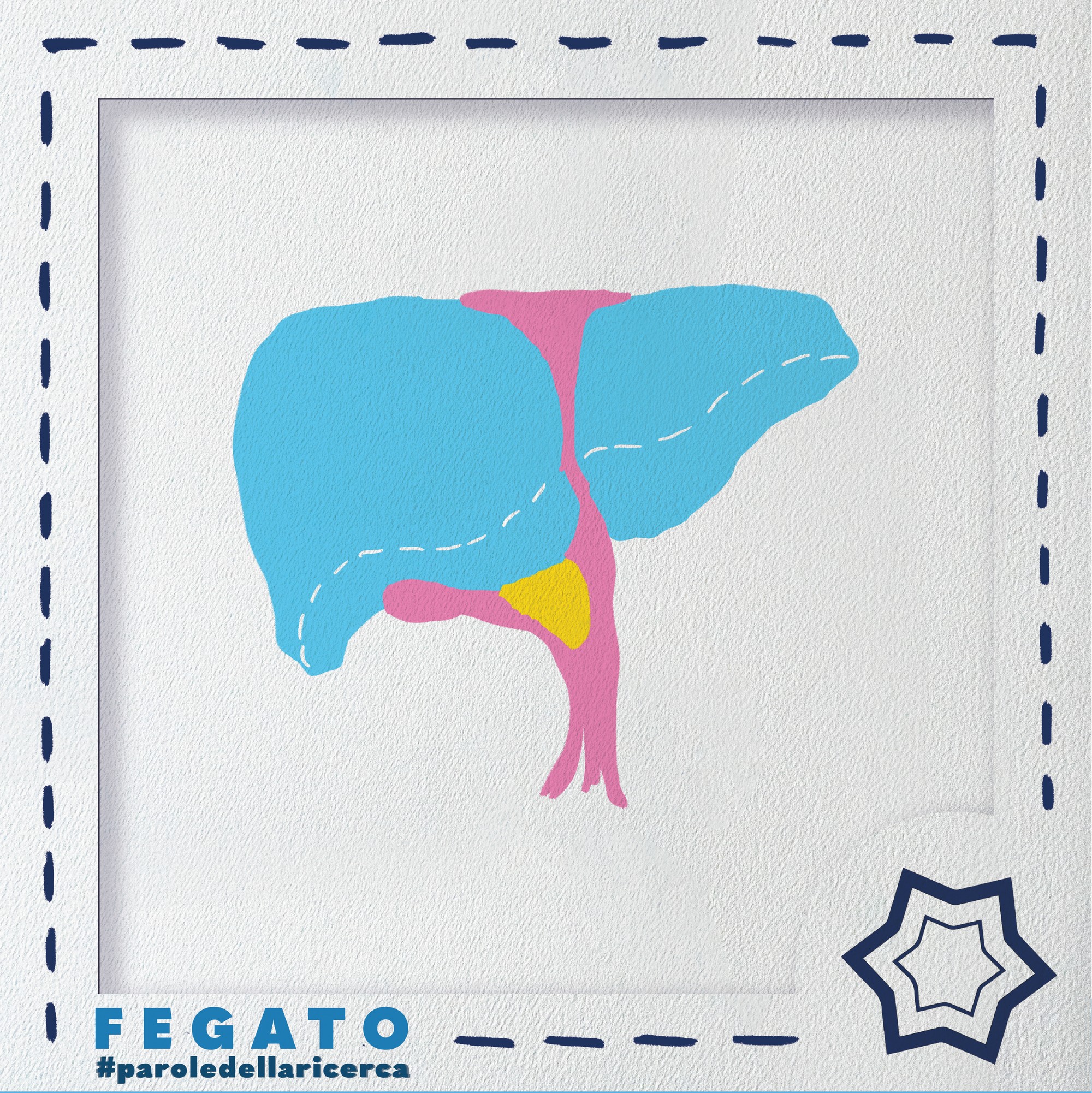 Le parole della ricerca: fegato
